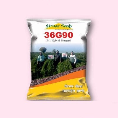 GIrnar Seeds 36G90 Mustard Hybrid Seeds