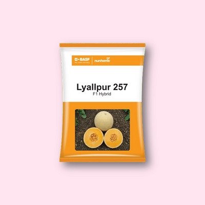 Nunhems Lyallpur 257 Muskmelon