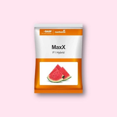 Nunhems Maxx Hybrid Watermelon