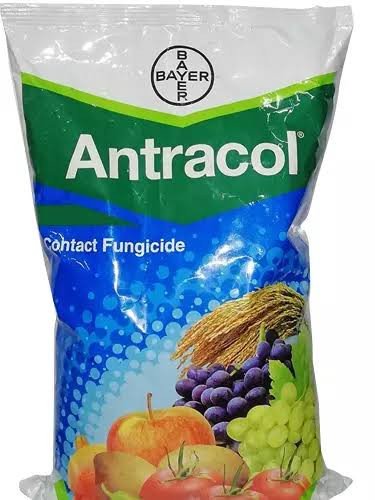 Bayer Antracol Propineb 70% WP, A Contact, Systemic Fungicide with Broad-Spectrum Activity.