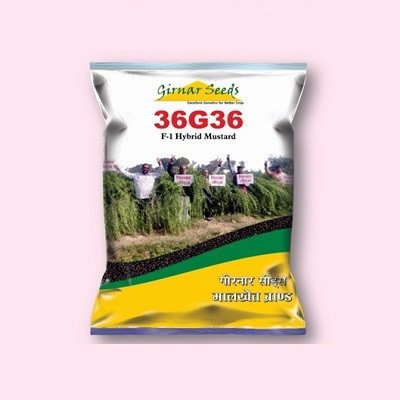 Girnar Seeds 36G36 Mustard Hybrid