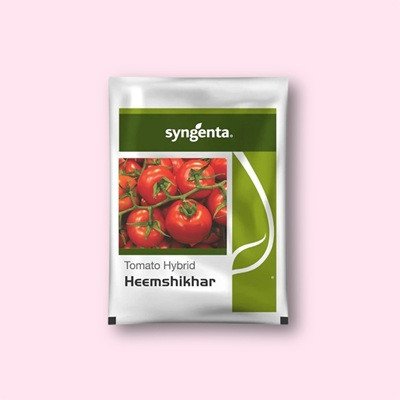 Syngenta Heemshikhar Tomato Hybrid Seed (4000 Seeds)