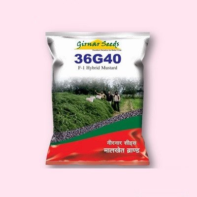 Girnar Seeds 36G40 Mustard Hybrid Seed