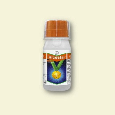 Bayer Ricestar