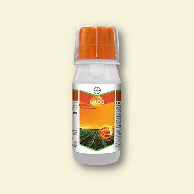 Bayer Laudis