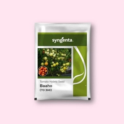 Syngenta Baaho (TO 3141) Tomato Hybrid Seed - (3000 Seeds)